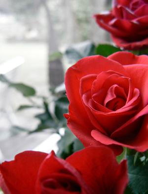 Kolme punaista ruusua